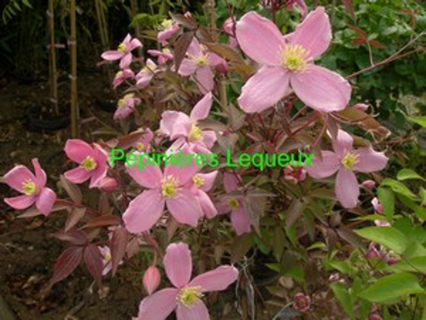 CLEMATITE A PETITES FLEURS