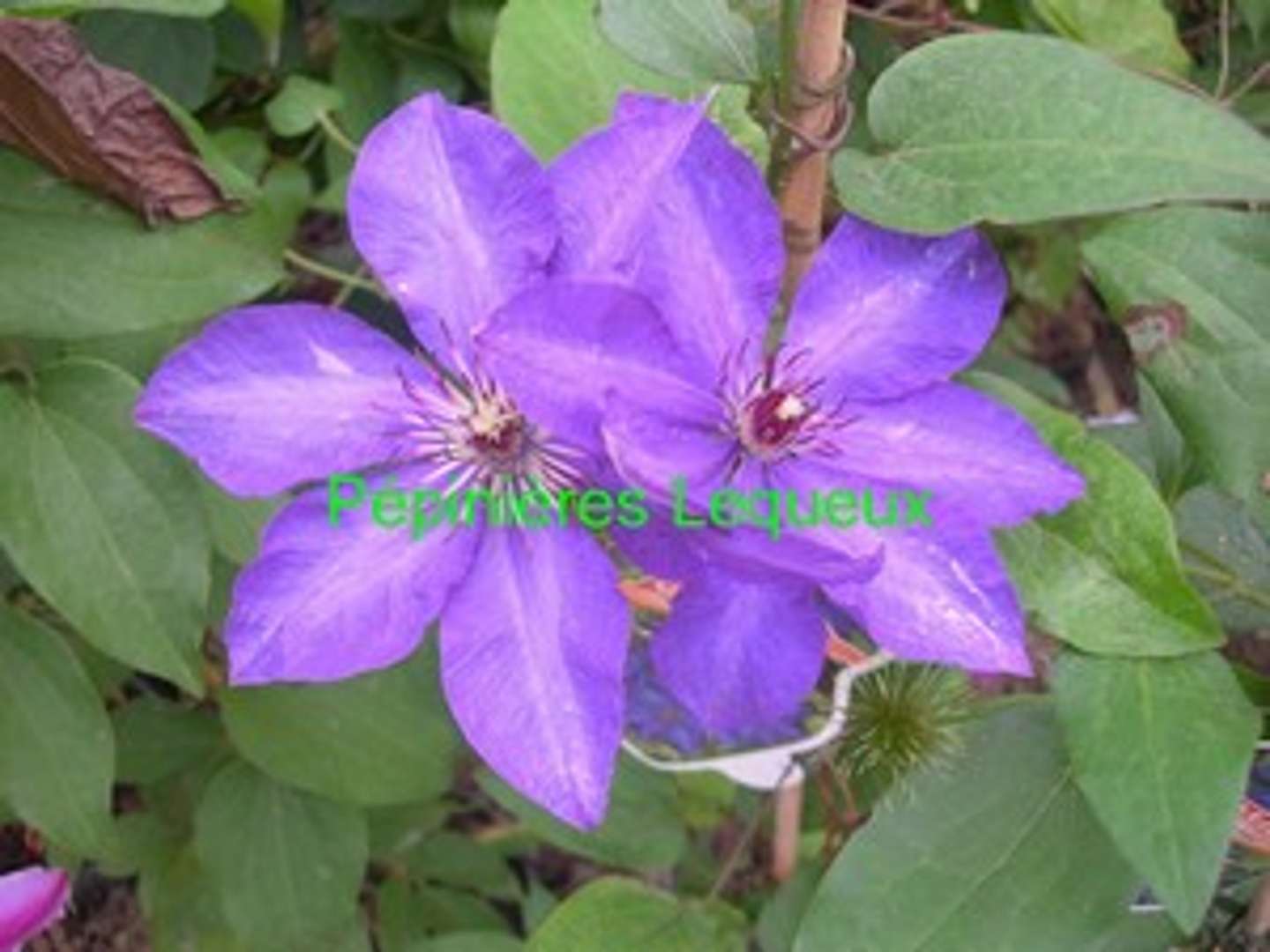 CLEMATITE BLEUE