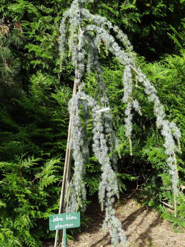 CEDRE BLEU PLEUREUR Cedrus atlantica pleureur