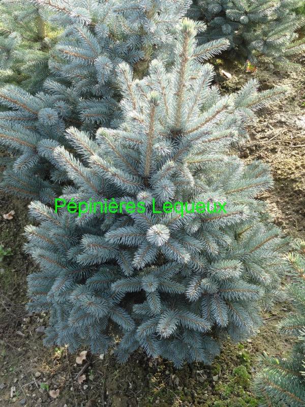 SAPIN BLEU Picea pungens Glauca