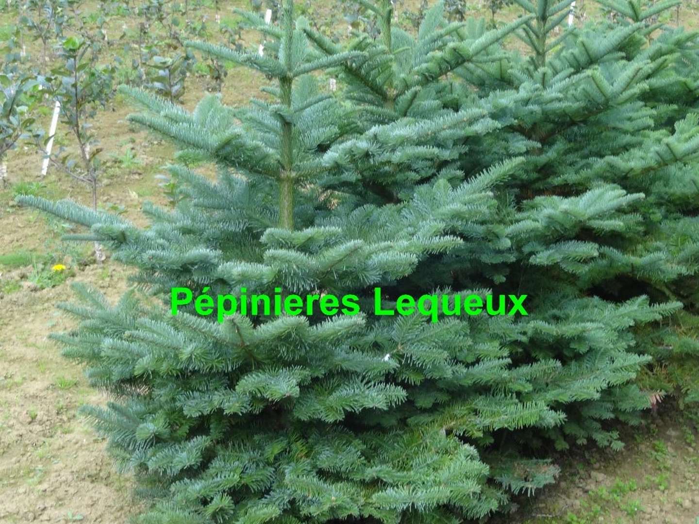 SAPIN DU CAUCASE Abies nordmaniana