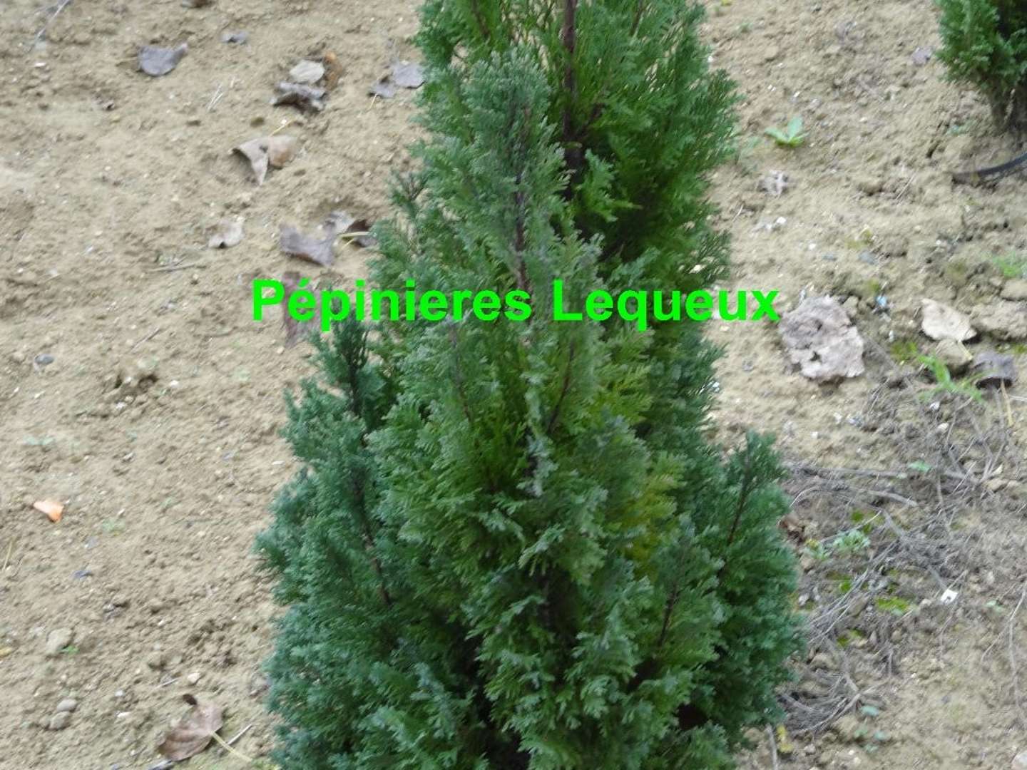 FAUX CYPRES DE LAWSON Chamaecyparis lawsoniana Ellwoodii