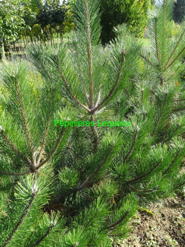 PIN NOIR D'AUTRICHE Pinus nigra austriaca
