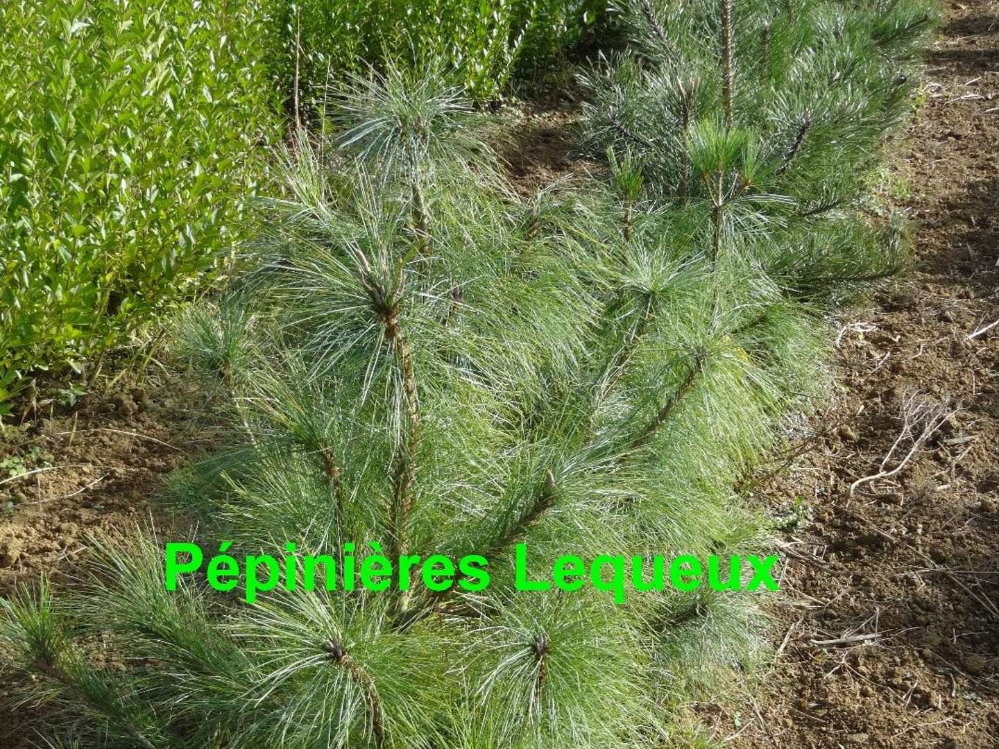 PIN DE L'HIMALAYA Pinus griffithii