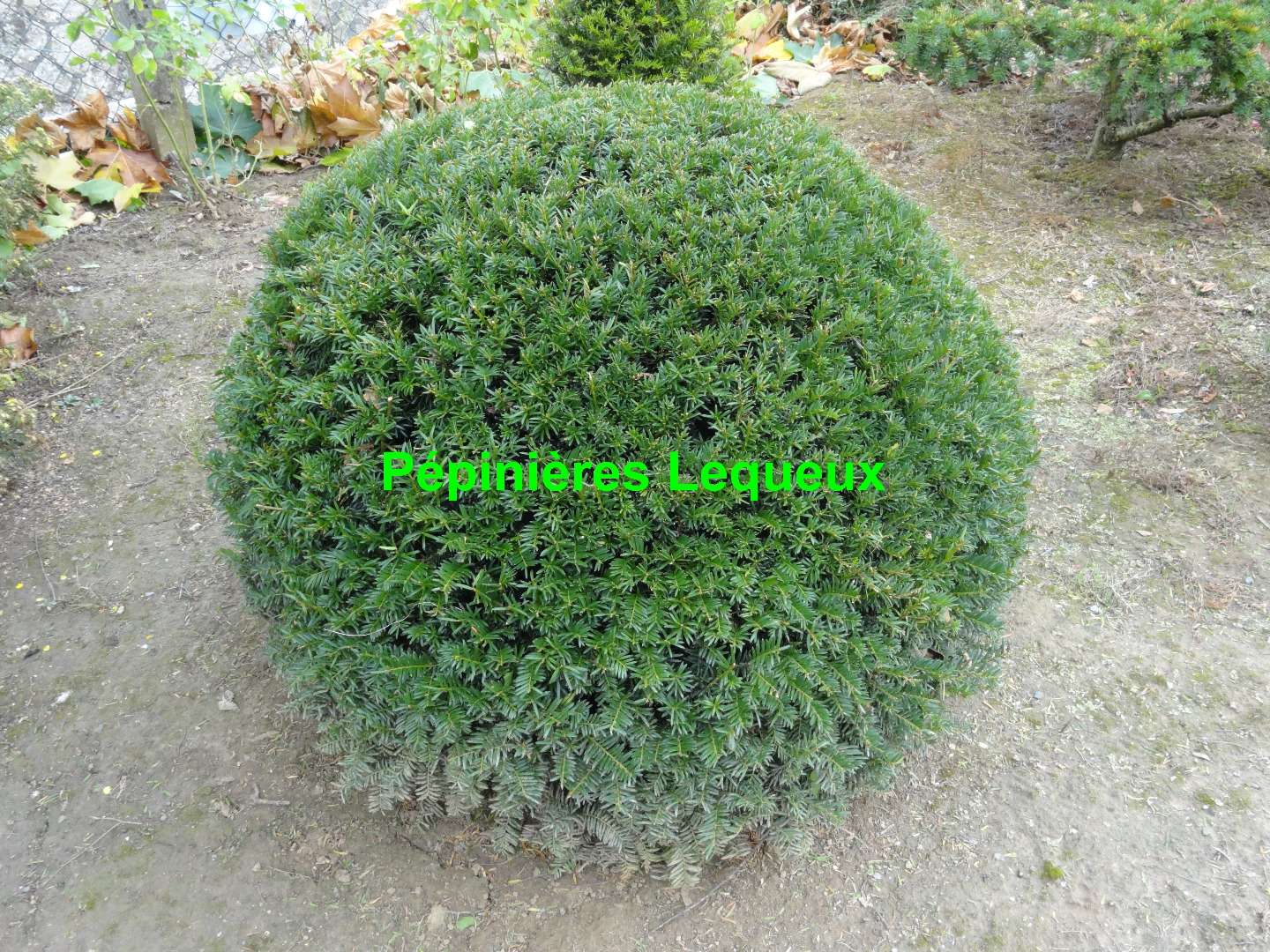 TAXUS BOULE Scupltés