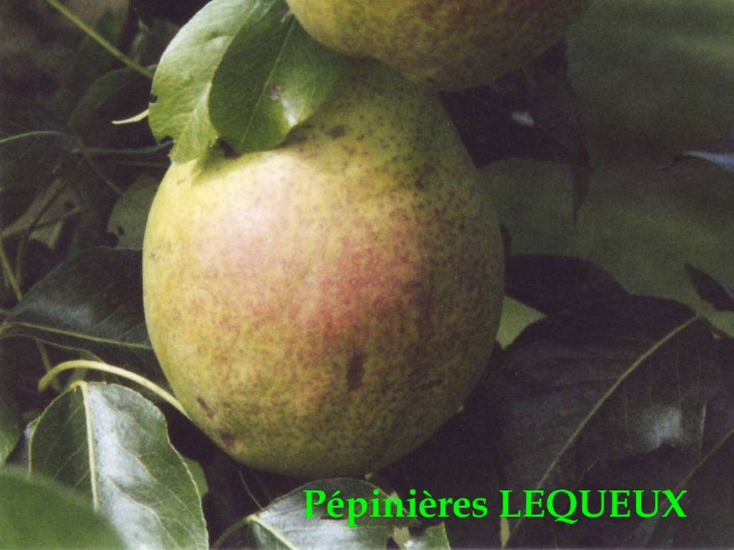 CLAPP'S FAVORITE Poirier Palmette ancienne variété