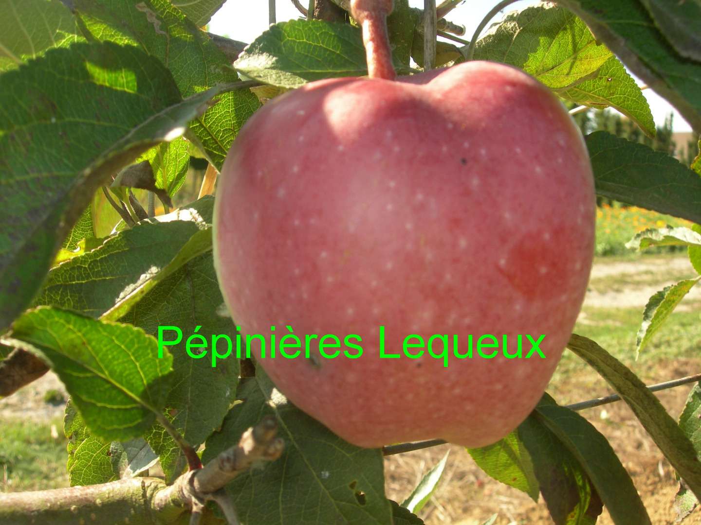 RED DELICIOUS Pommier Palmette