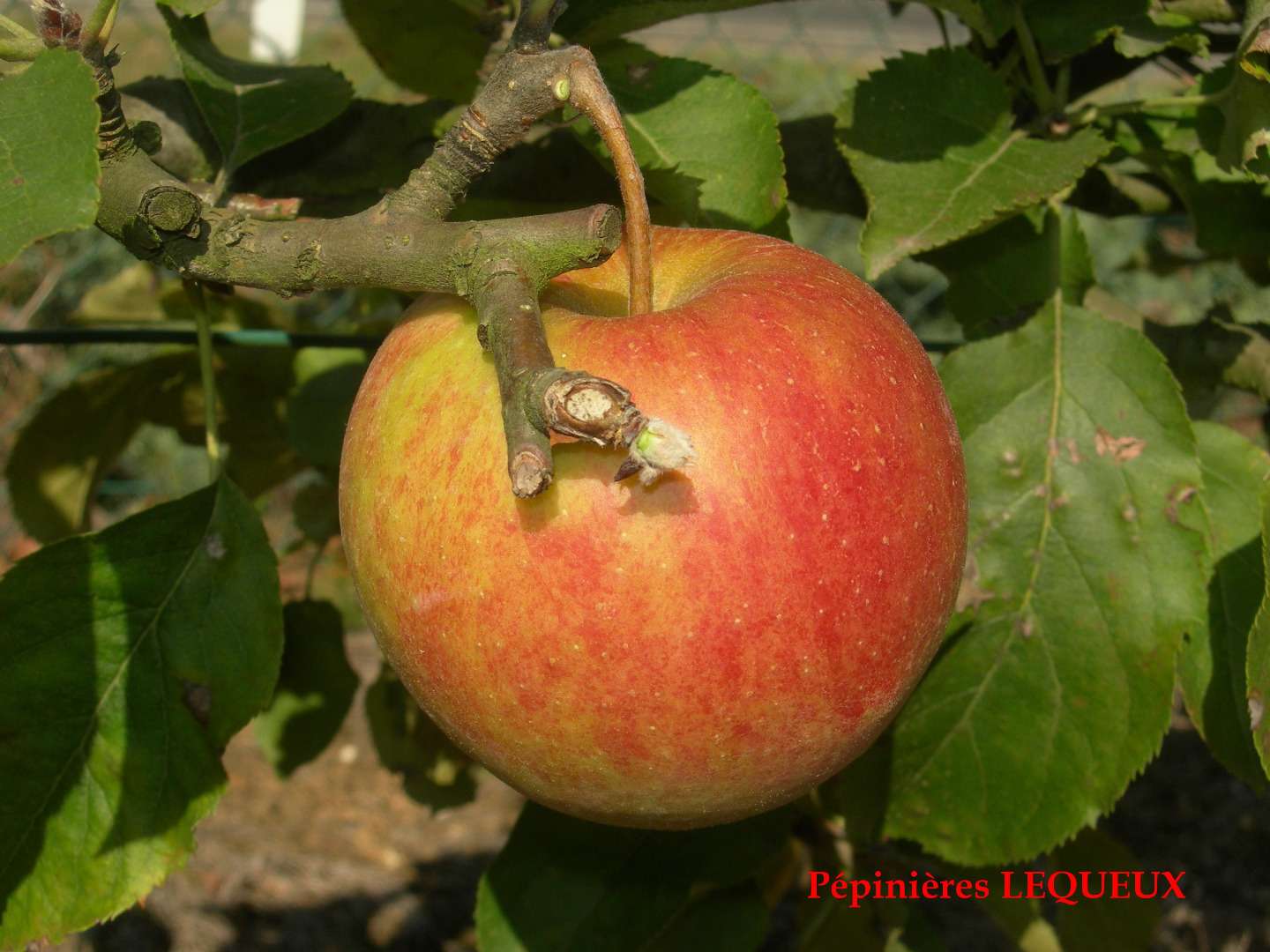 REINE DES REINETTES Pommier Palmette