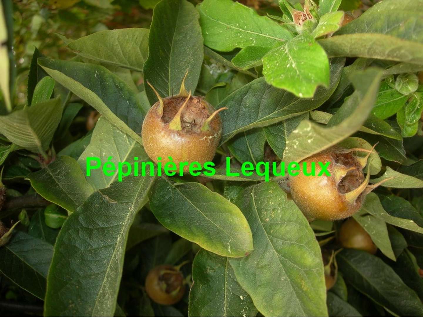 NEFLIER D'ALLEMAGNE Fruits d'Hiver