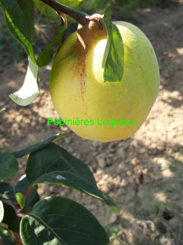 Cognassier fruit MONSTRUEUX DU VRANJA Cognassier fruit , Cydonia Vulgaris