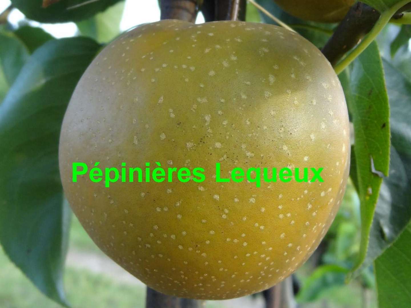 NASHI Poire Japonaise, arbre très productif