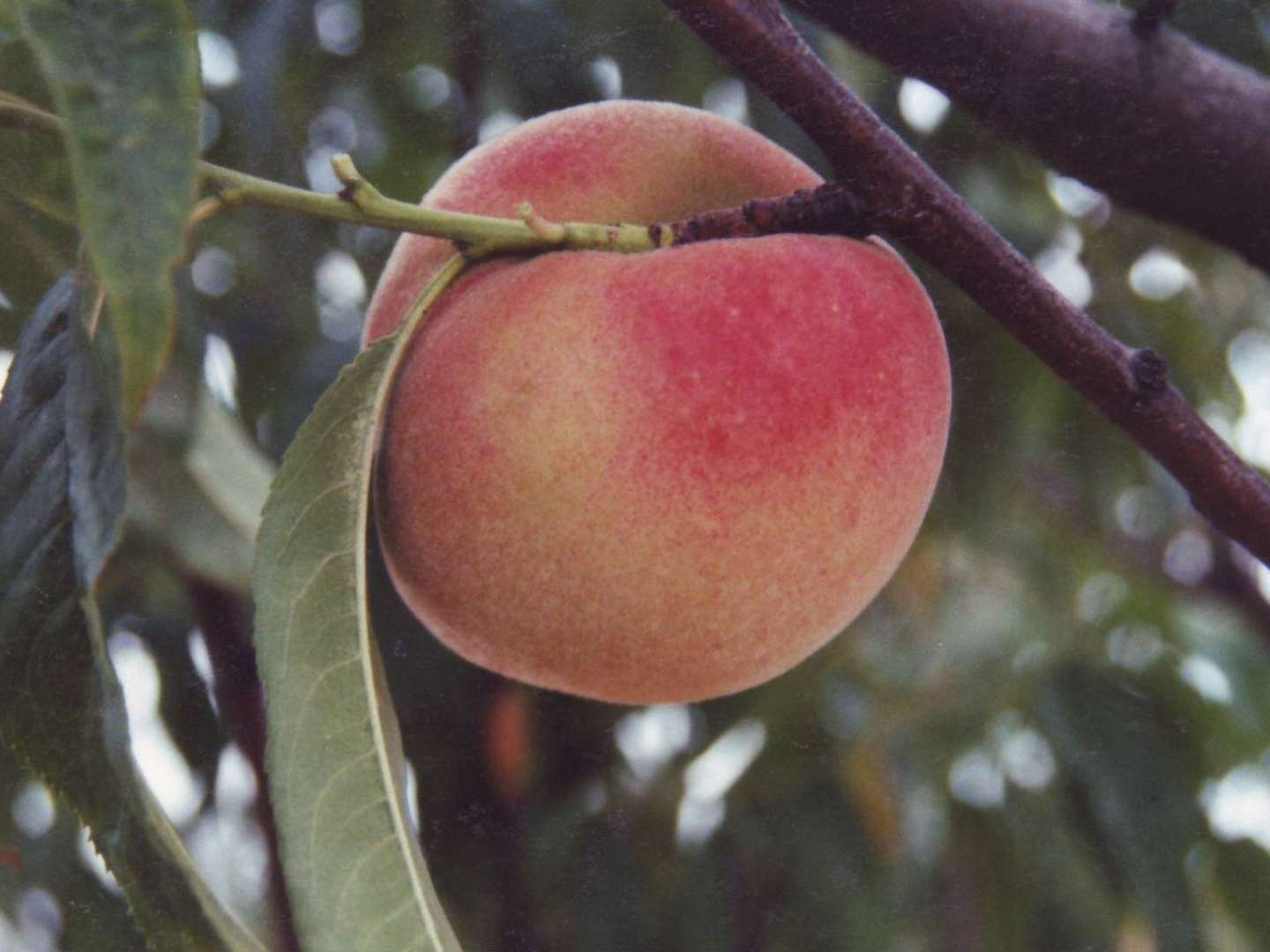 AMSDEN Pêcher