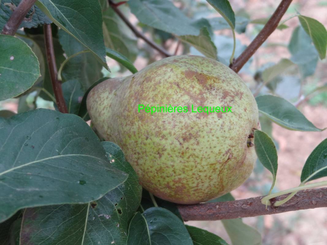 SOLDAT LABOUREUR Poire automne-hiver .Ancienne variété