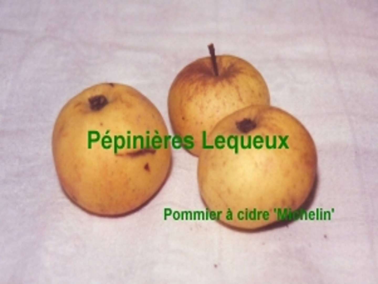 MICHELIN Pommier à Cidre