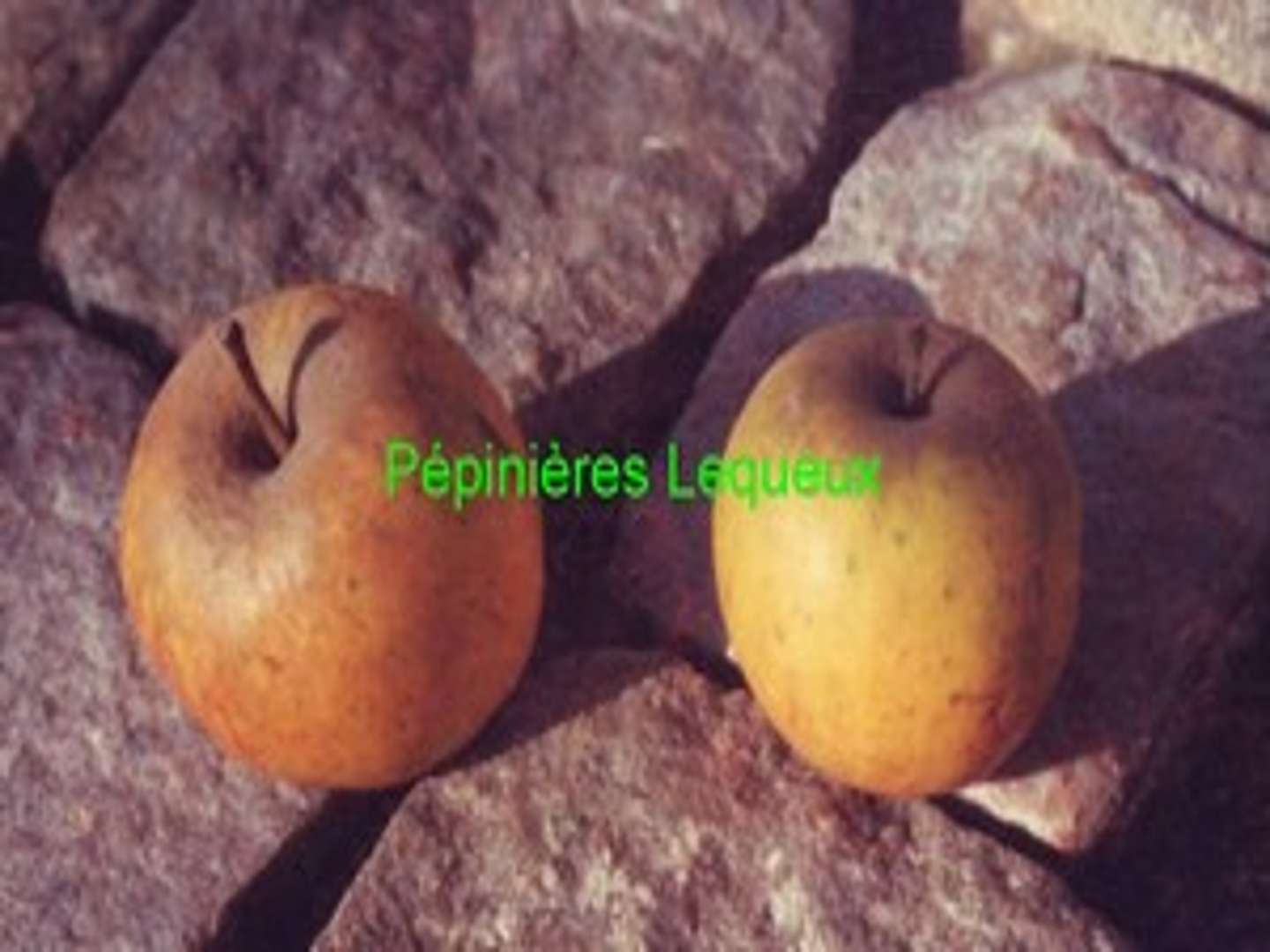 BEDAN Pommier à Cidre