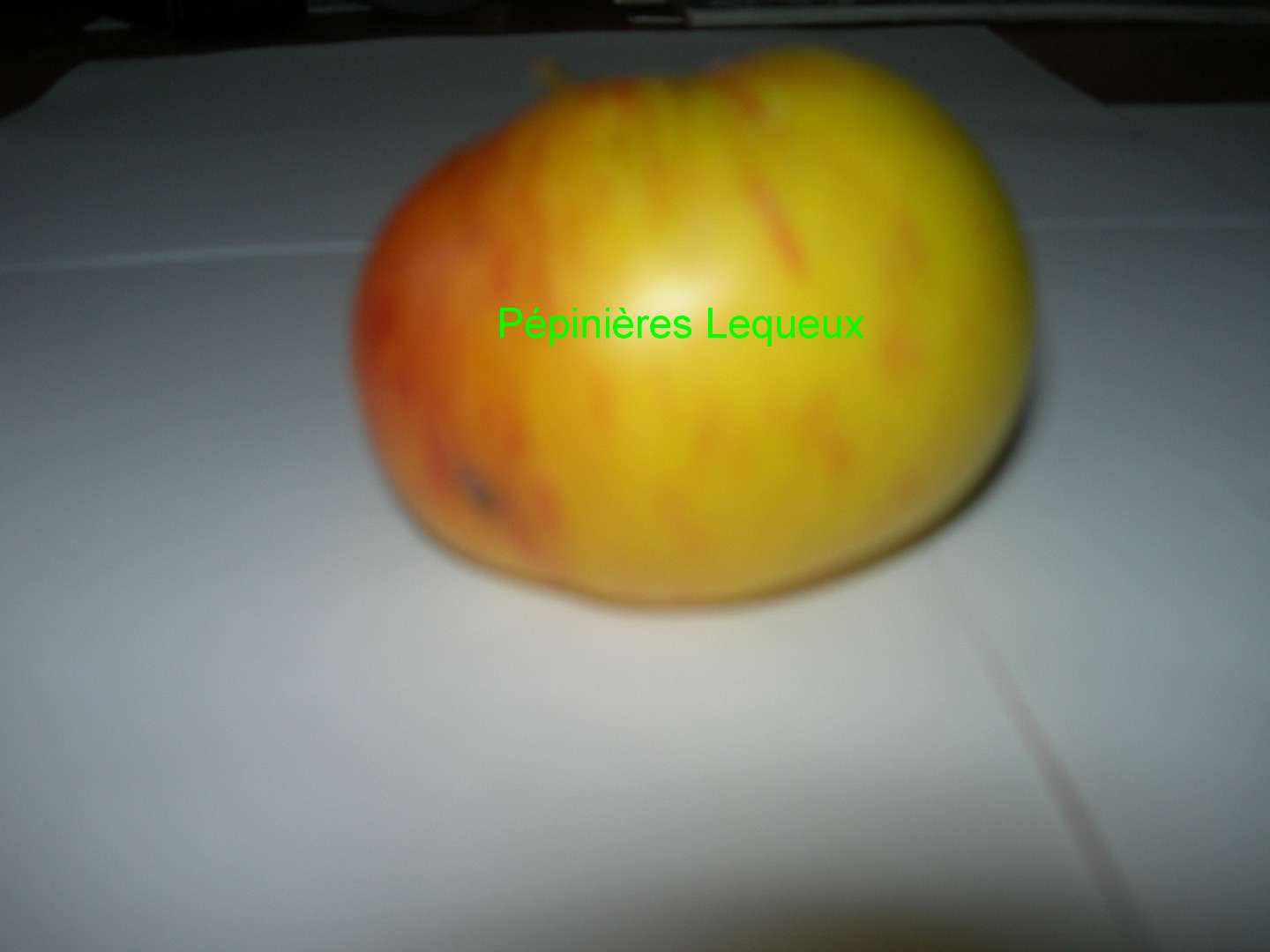 JACQUES LEBEL Pomme d'automne, ancienne variété