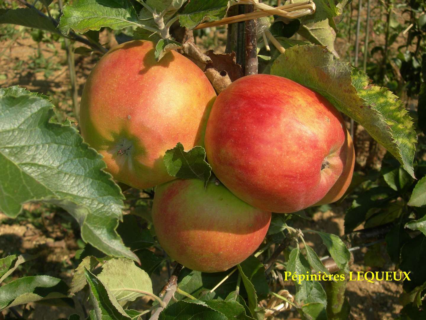 Pépinières Lequeux  JONAGOLD Pommier d'hiver, longue conservation