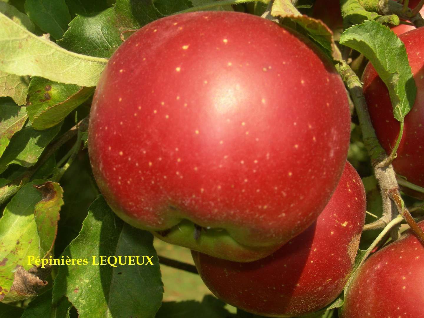 MELROUGE Pomme rouge d'hiver, longue conservation