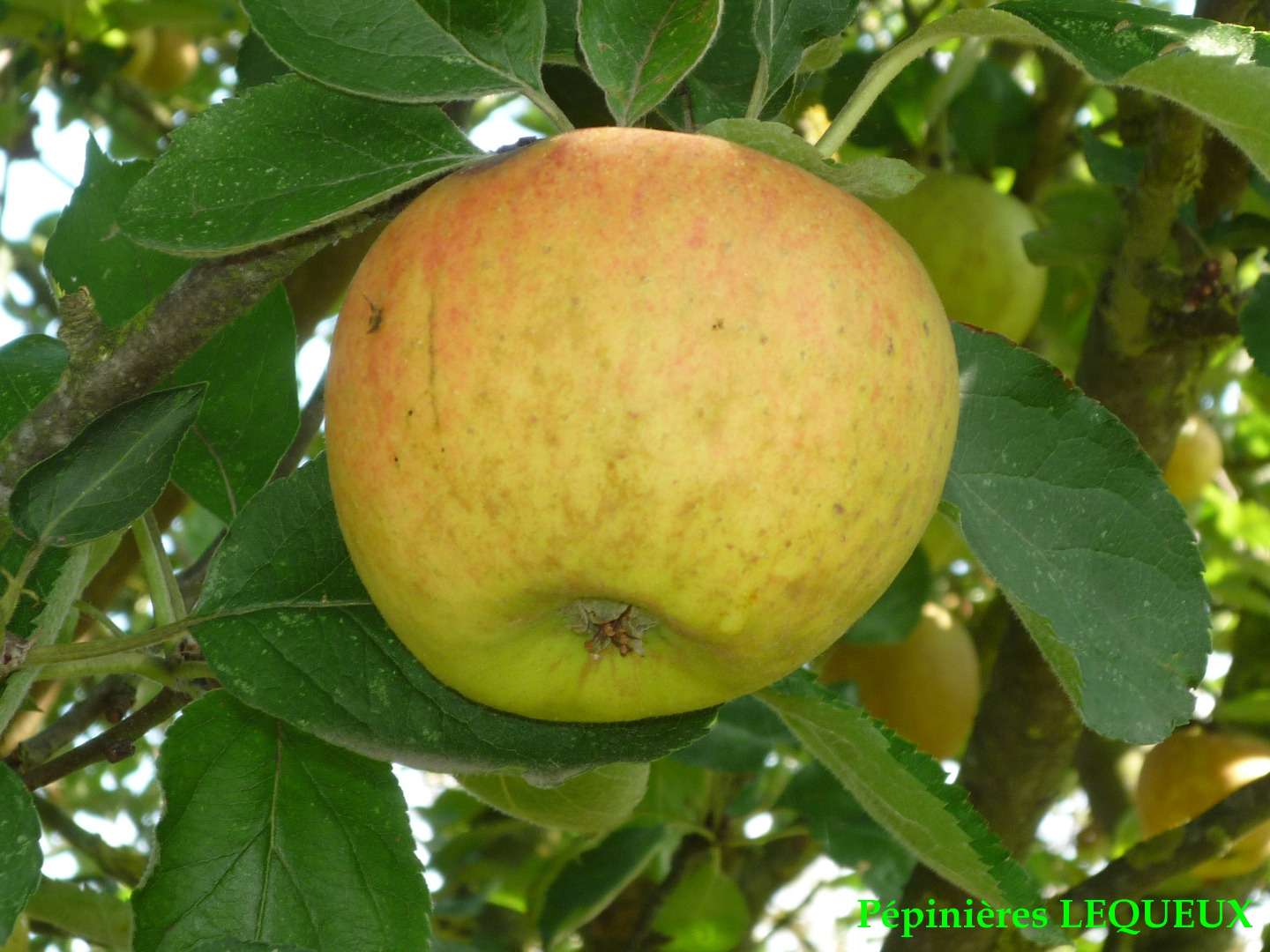 REINETTE DE FRANCE Pomme d'hiver, ancienne variété