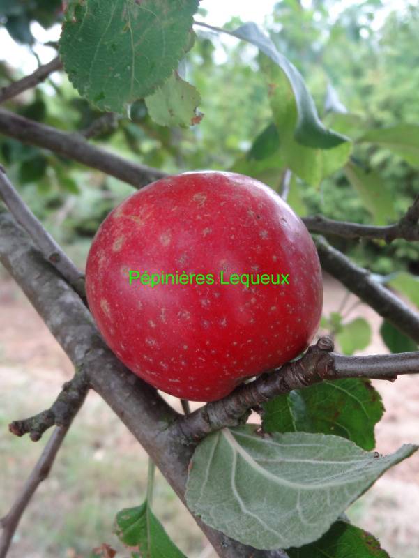 REINETTE ETOILEE Pomme d'hiver, ancienne variété