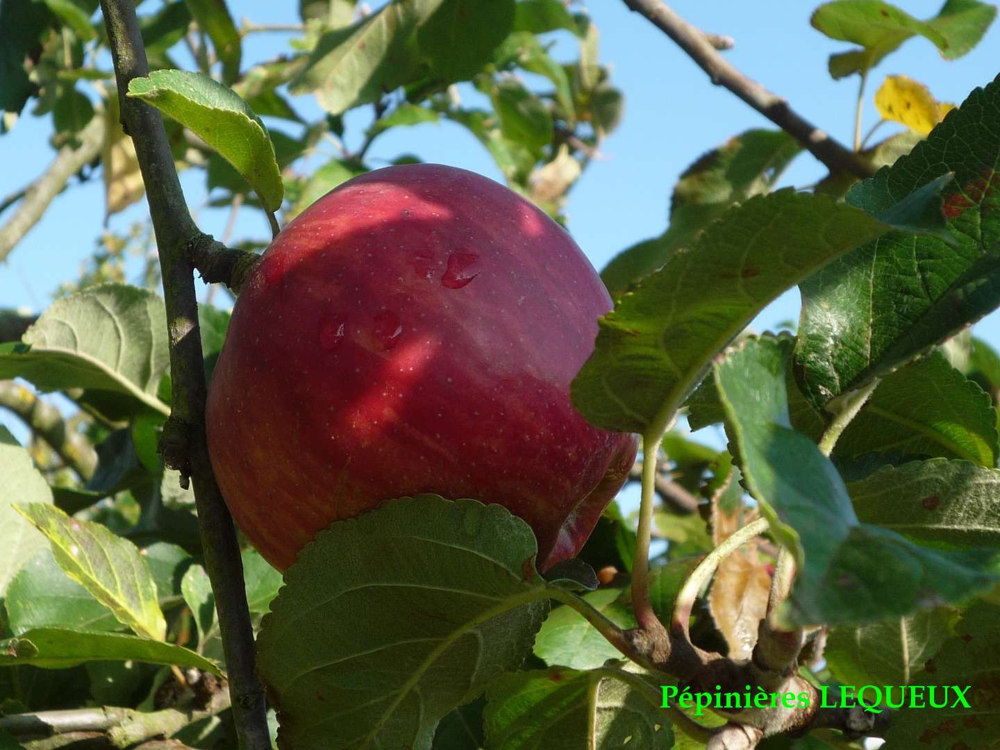 SANG DE BOEUF Pommier d'hiver, ancienne variété