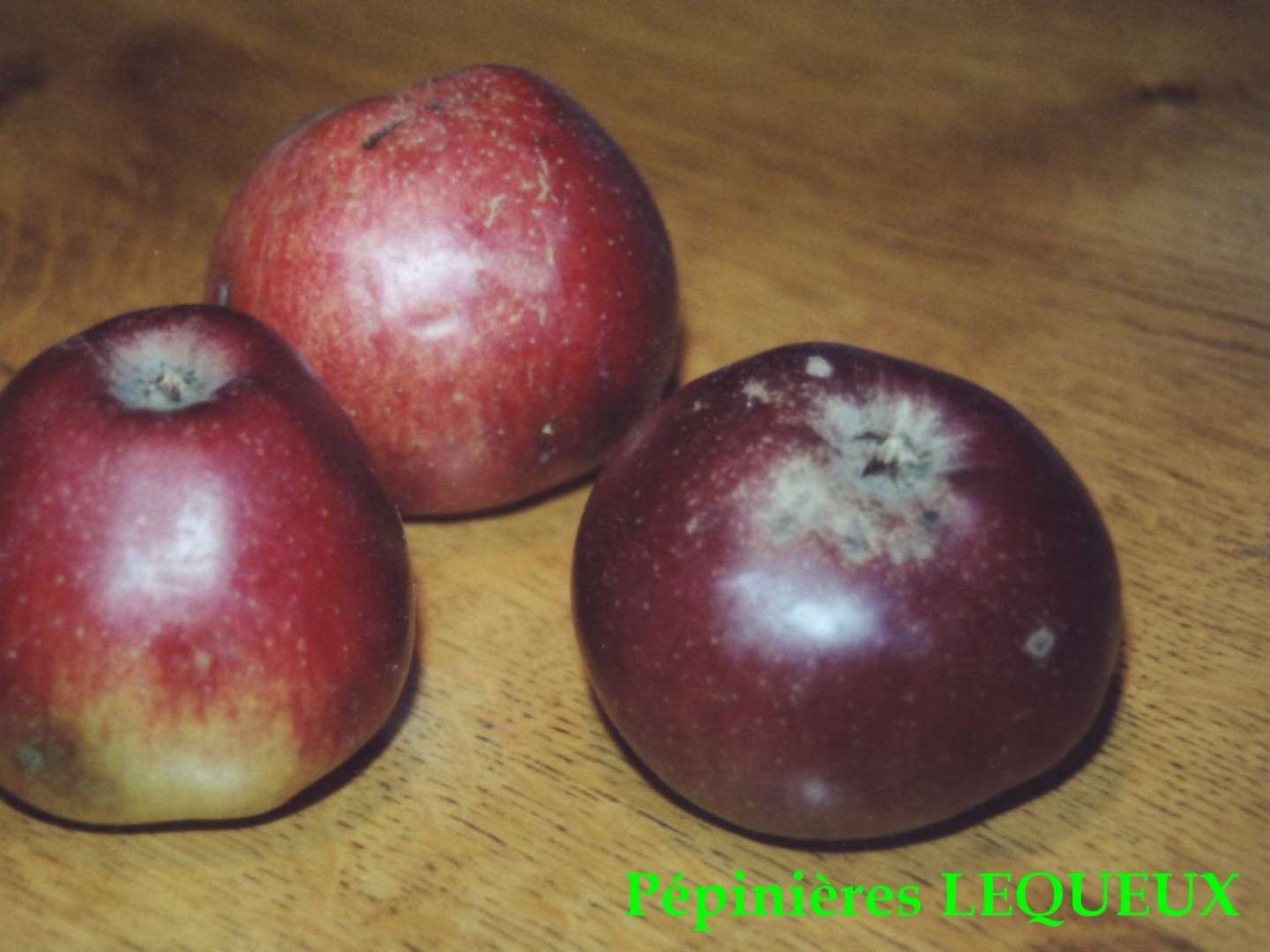 BELLE FLEUR DOUBLE Pomme d'hiver, ancienne variété