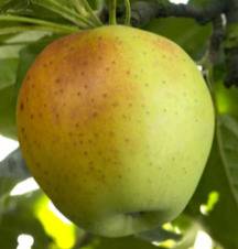 CABARETTE Pomme d'hiver, ancienne variété
