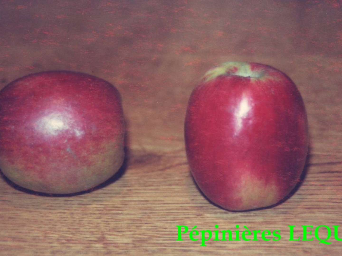 COLAPUIS/COLAPUY Pomme d'automne, ancienne variété