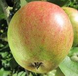 GUEULE DE MOUTON Pomme d'hiver, ancienne variété