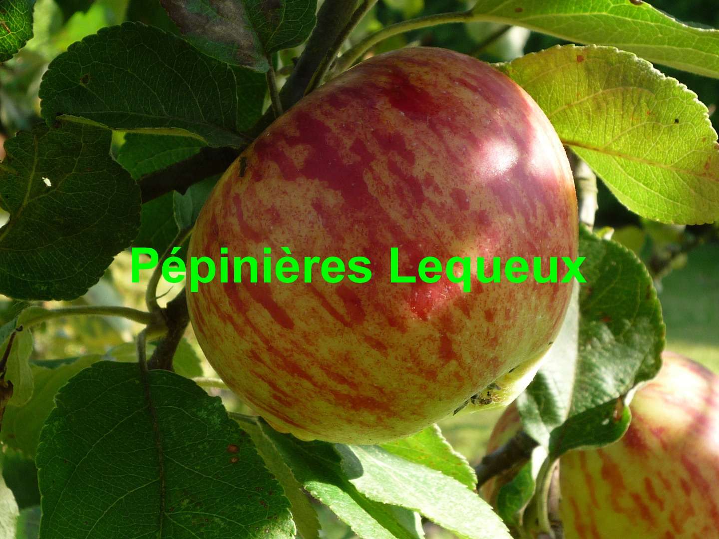 LANSCAILLER-LANSCAILLET Pomme d'hiver, ancienne variété