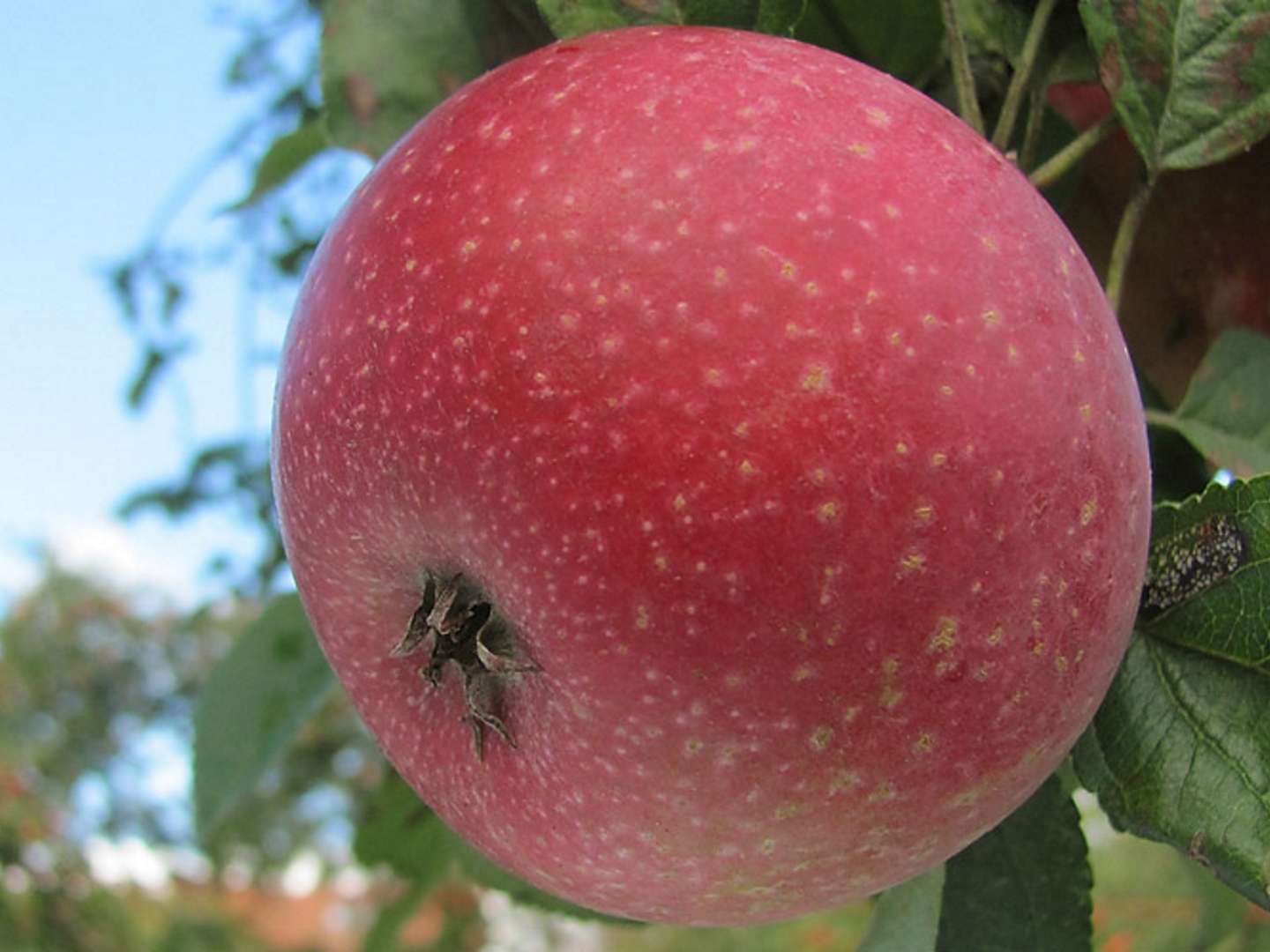 REINETTE ETOILEE Pommier d'automne, ancienne variété