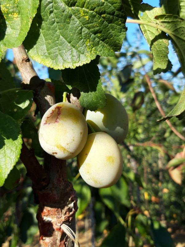 Prunier SAINTE CATHERINE - prune de septembre 