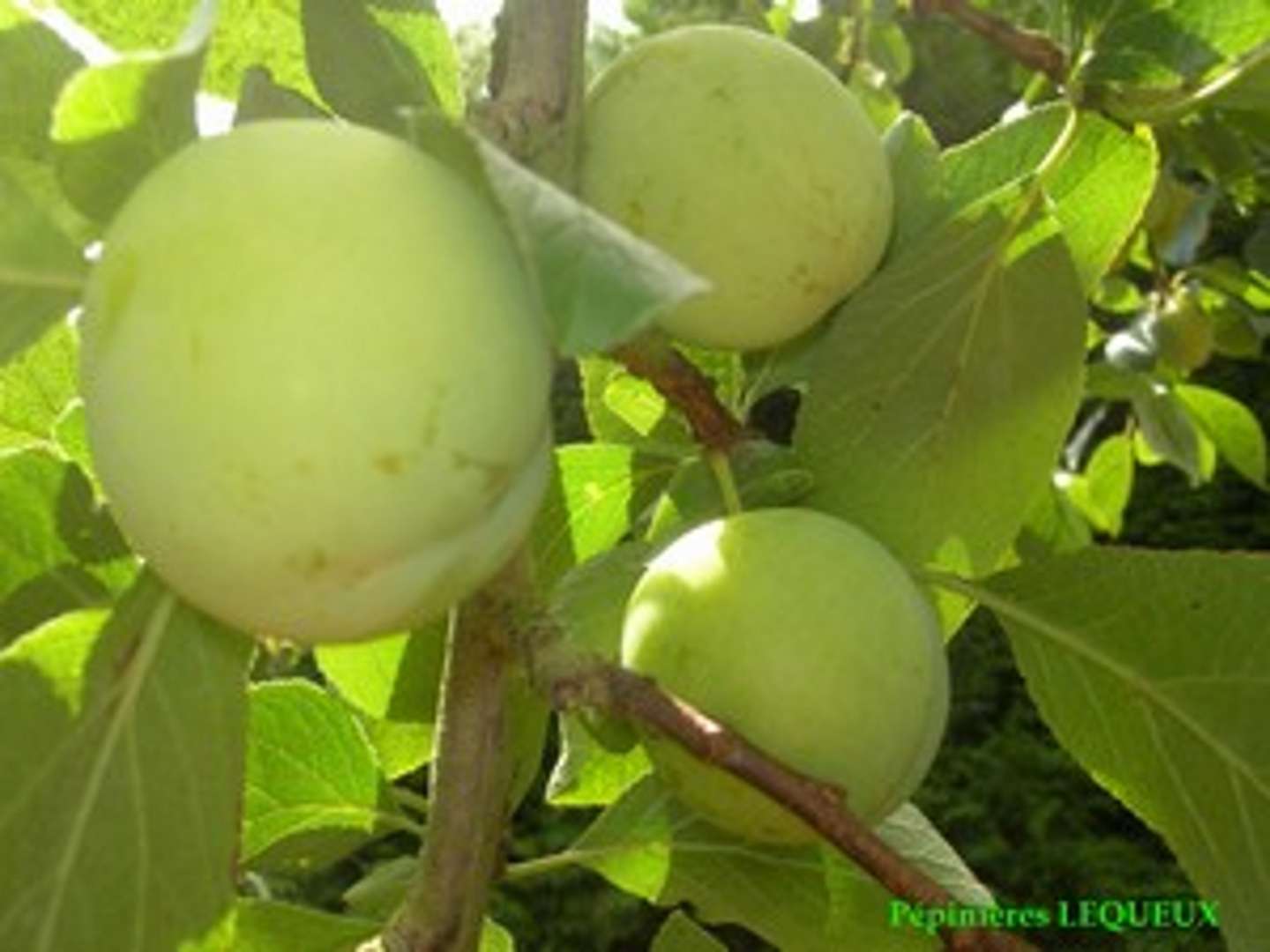  Prunier Reine Claude VERTE -Reine Claude d'août