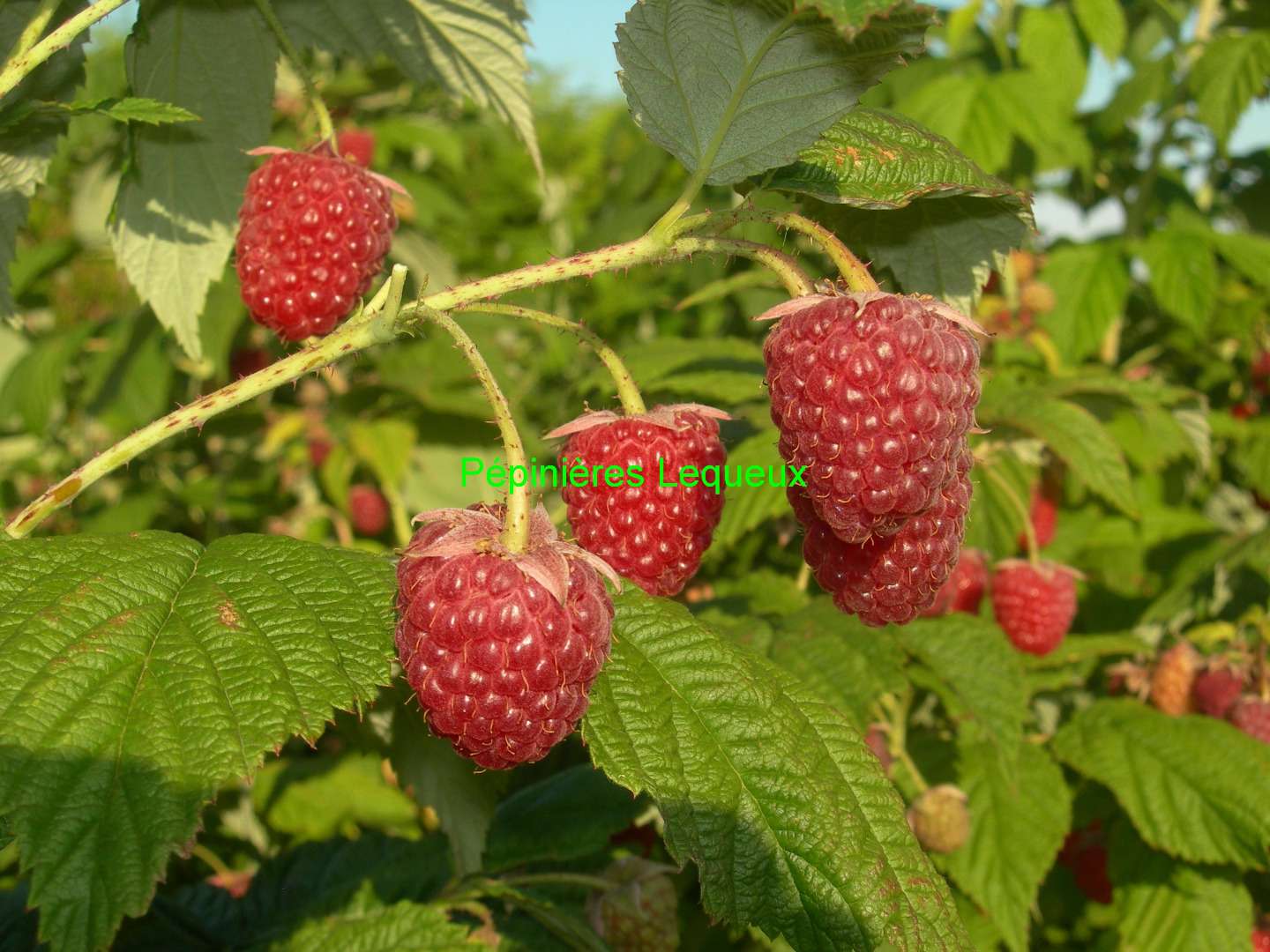 FRAMBOISIER ROUGE Framboisier