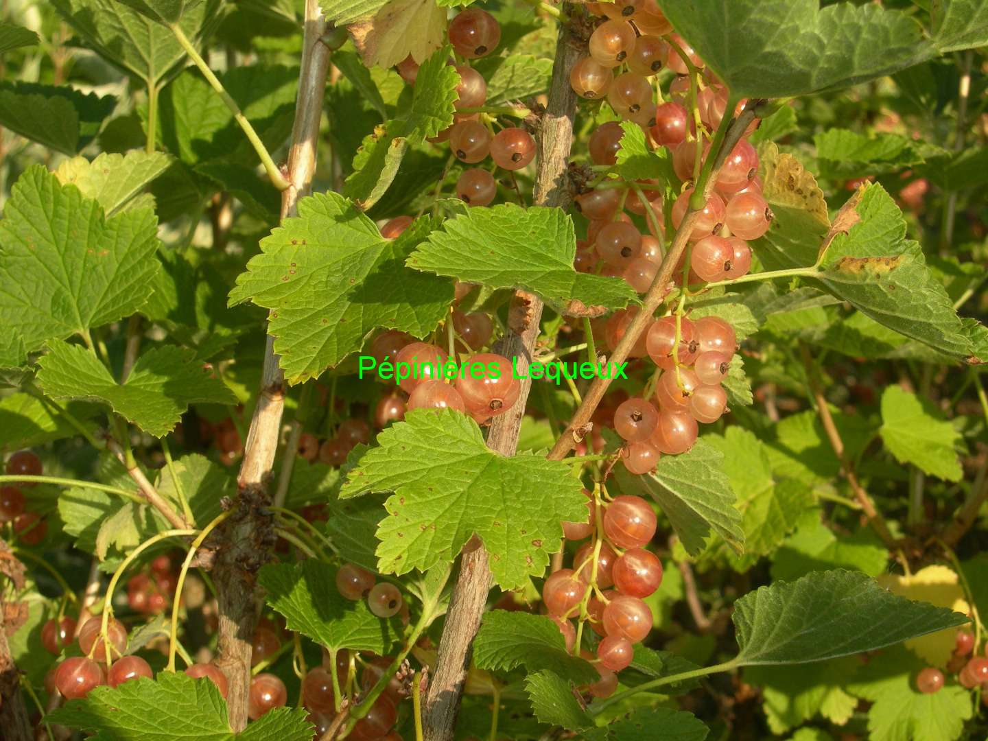 GRAPPES BLANCHES Groseillier
