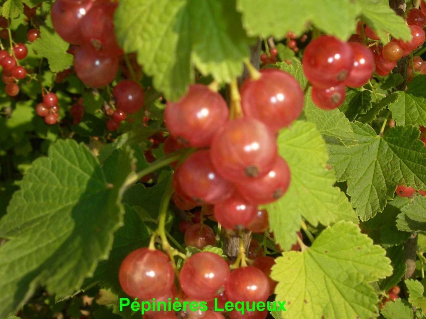 GRAPPES ROSES Groseillier