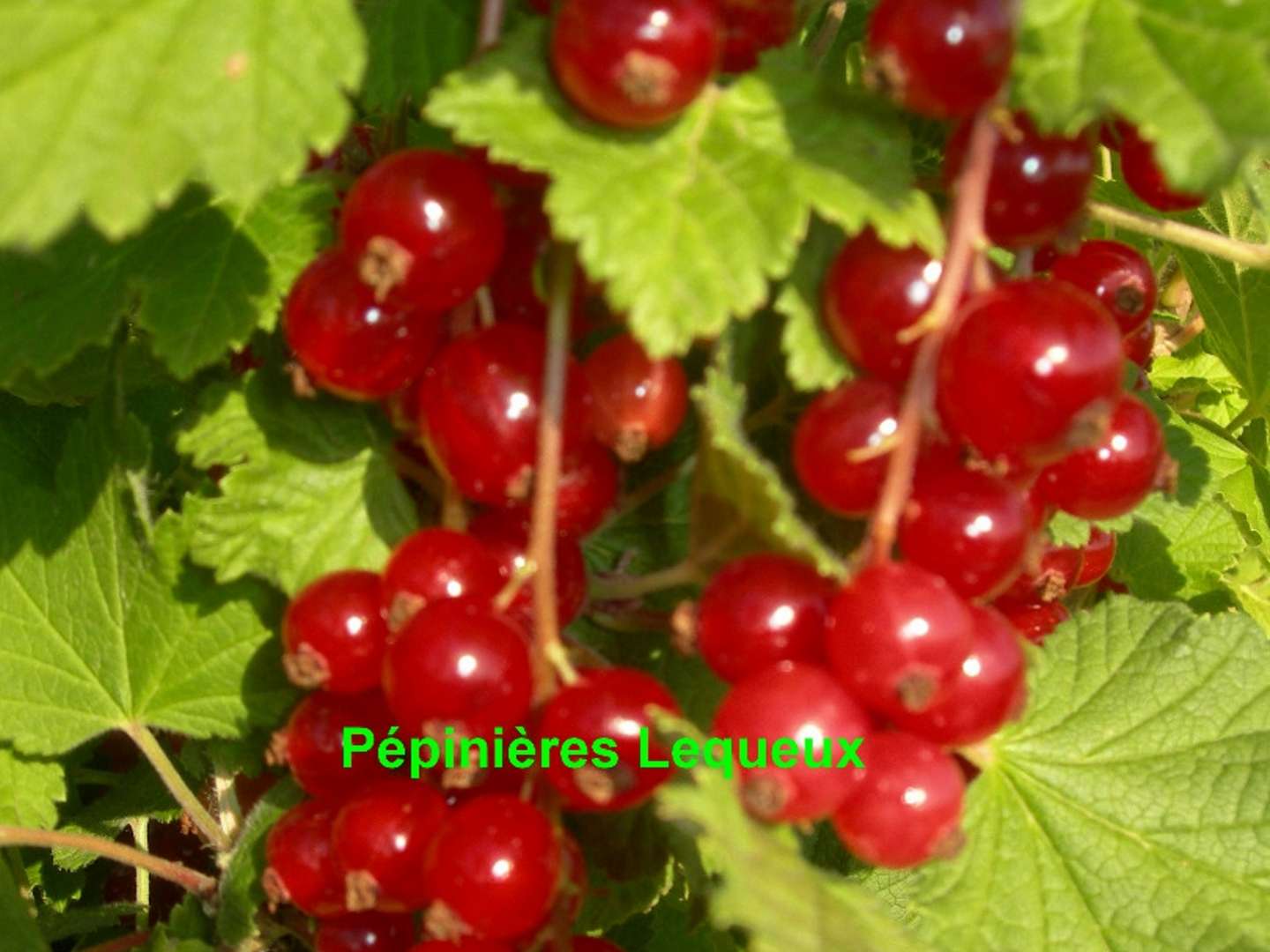 GRAPPES ROUGES Groseillier