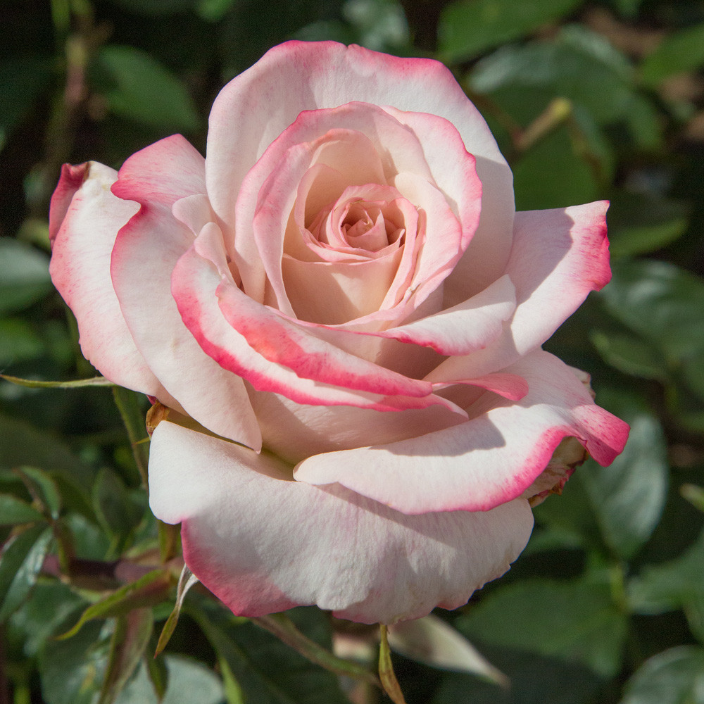 LYON LUMIERES rosier blanc bordé de rose parfumé nouveauté
