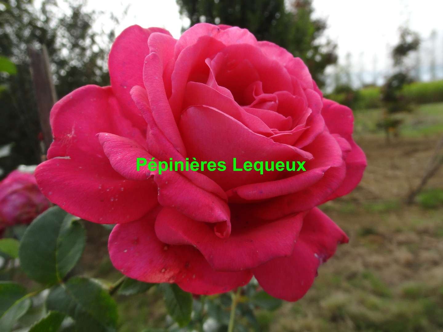 SEXY PARFUMELLA rosier rouge cerise très parfumé