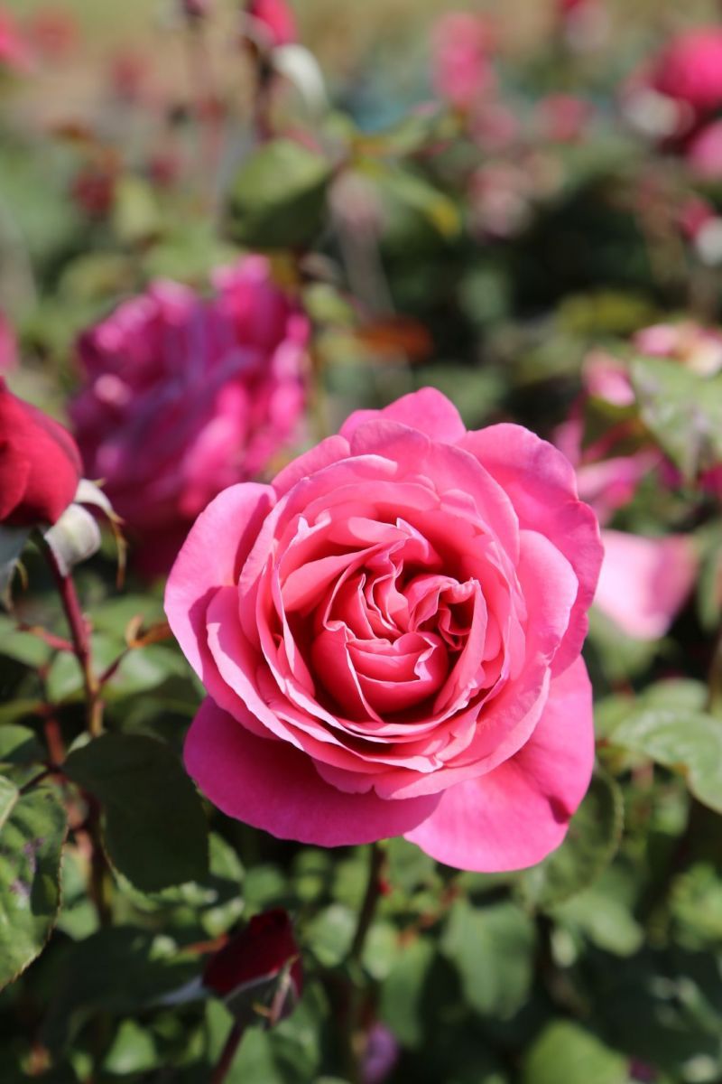 LINE RENAUD  rosier rose indien parfumé