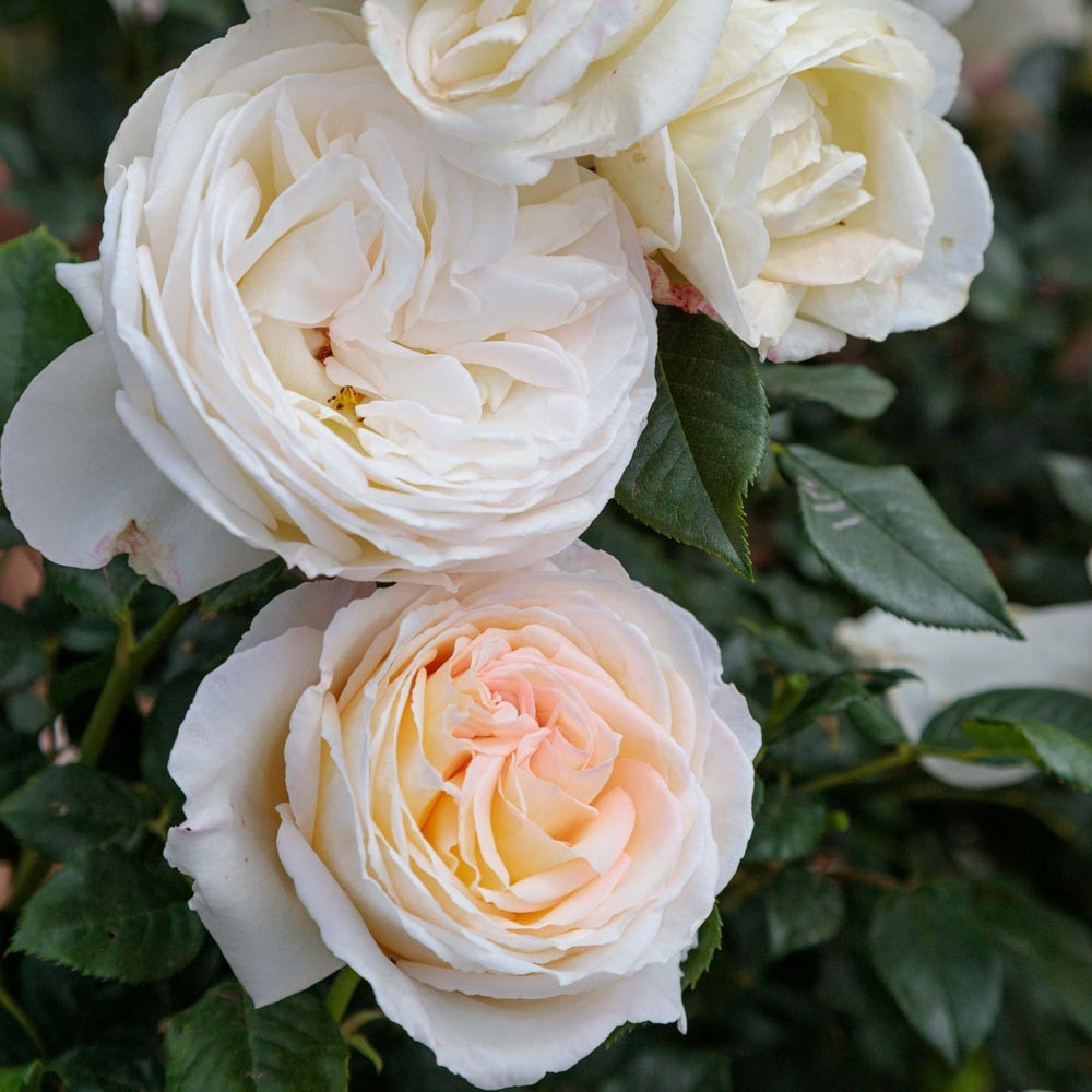 CAMILLE CLAUDEL     rosier blanc nacré parfumé       nouveauté 