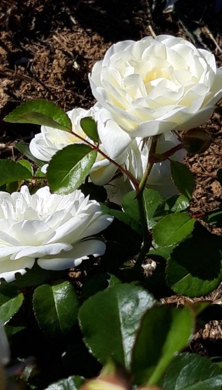 MARINA PICASSO rosier buisson blanc lumineux