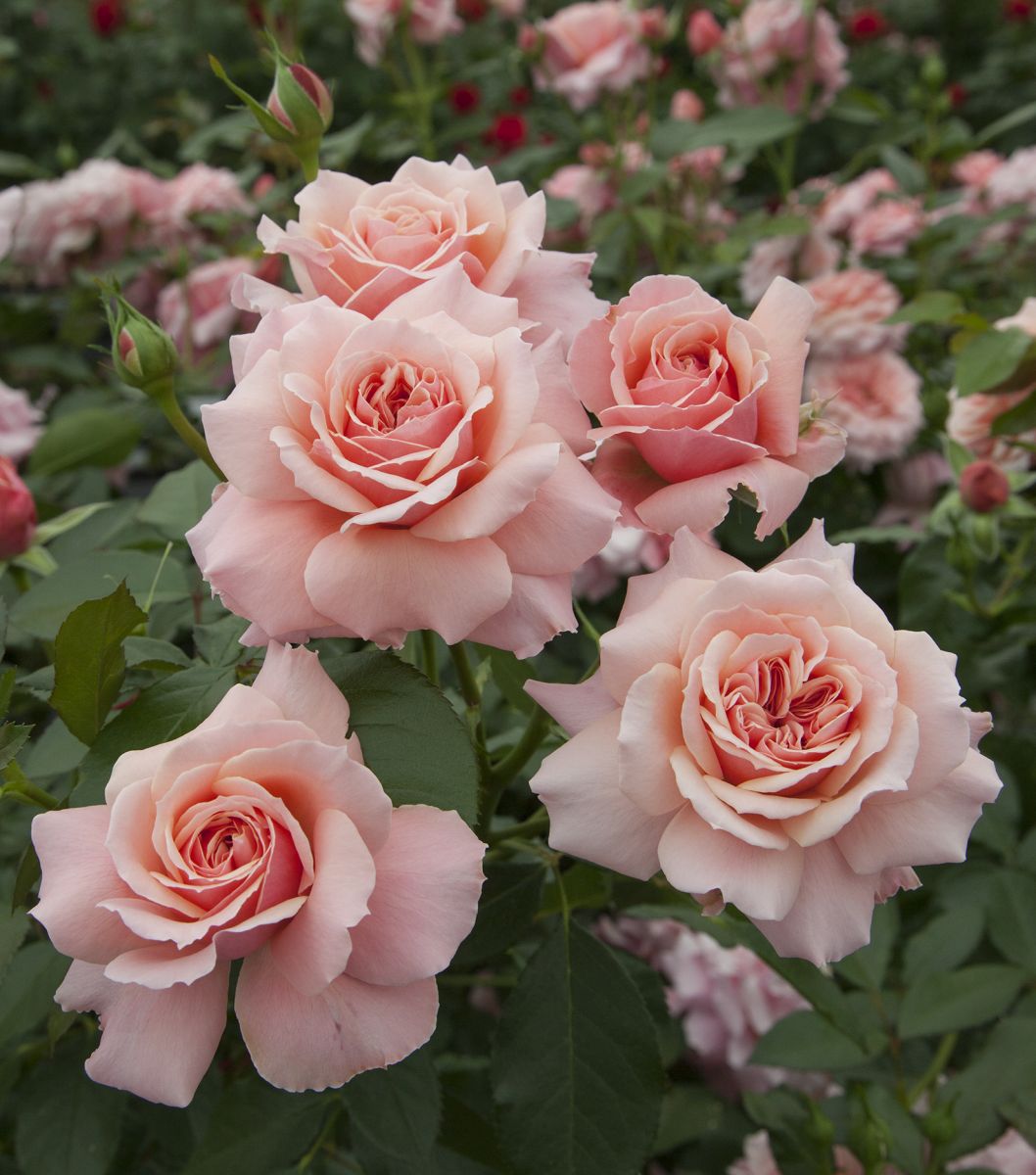 Rosier BOTTICELLI  buisson rose tendre