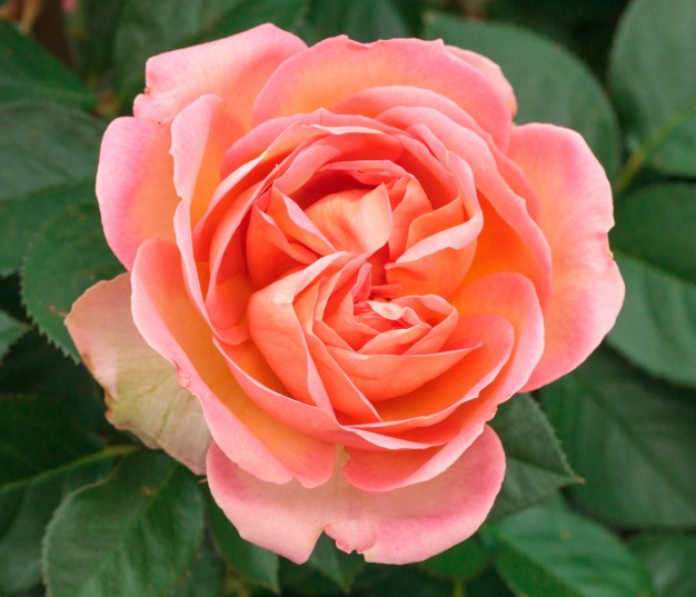  Rosier AUGUSTE ESCOFFIER  buisson pêche abricot et rose framboise parfumé