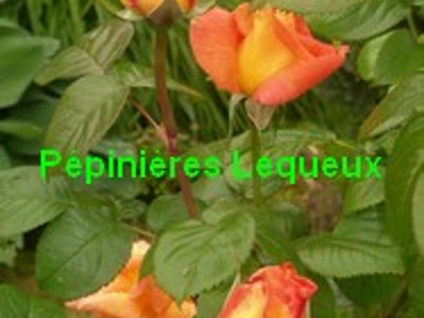 LOUIS DE FUNES Rosier grimpant orange légérement parfumé