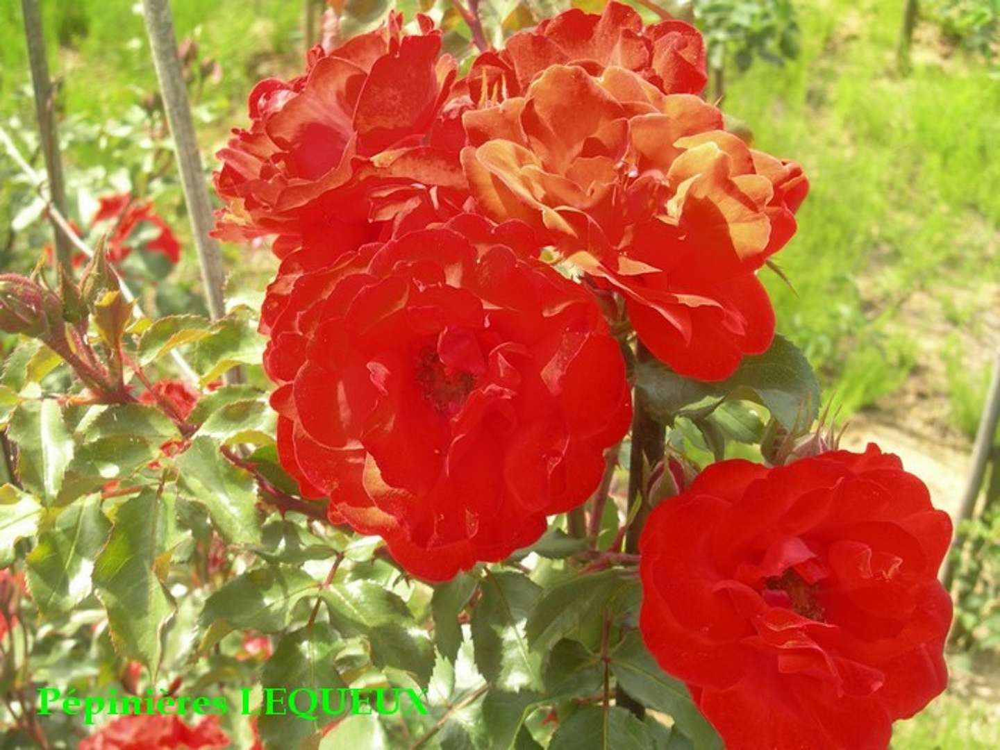 COOKIES Rosier grimpant rouge , très florifère