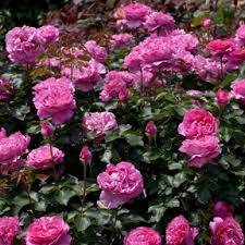 CYCLAMEN PIERRE DE RONSARD rosier grimpant de coloris rose-cycamen , parfumé