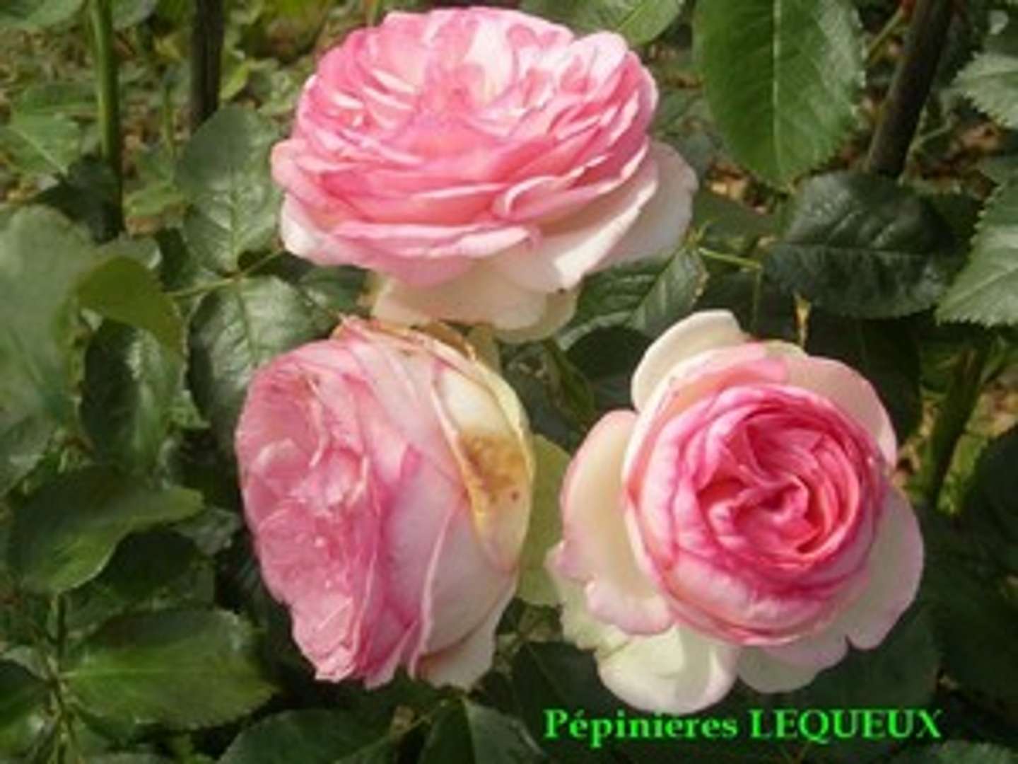 PIERRE DE RONSARD rosier grimpant de coloros rose ambré