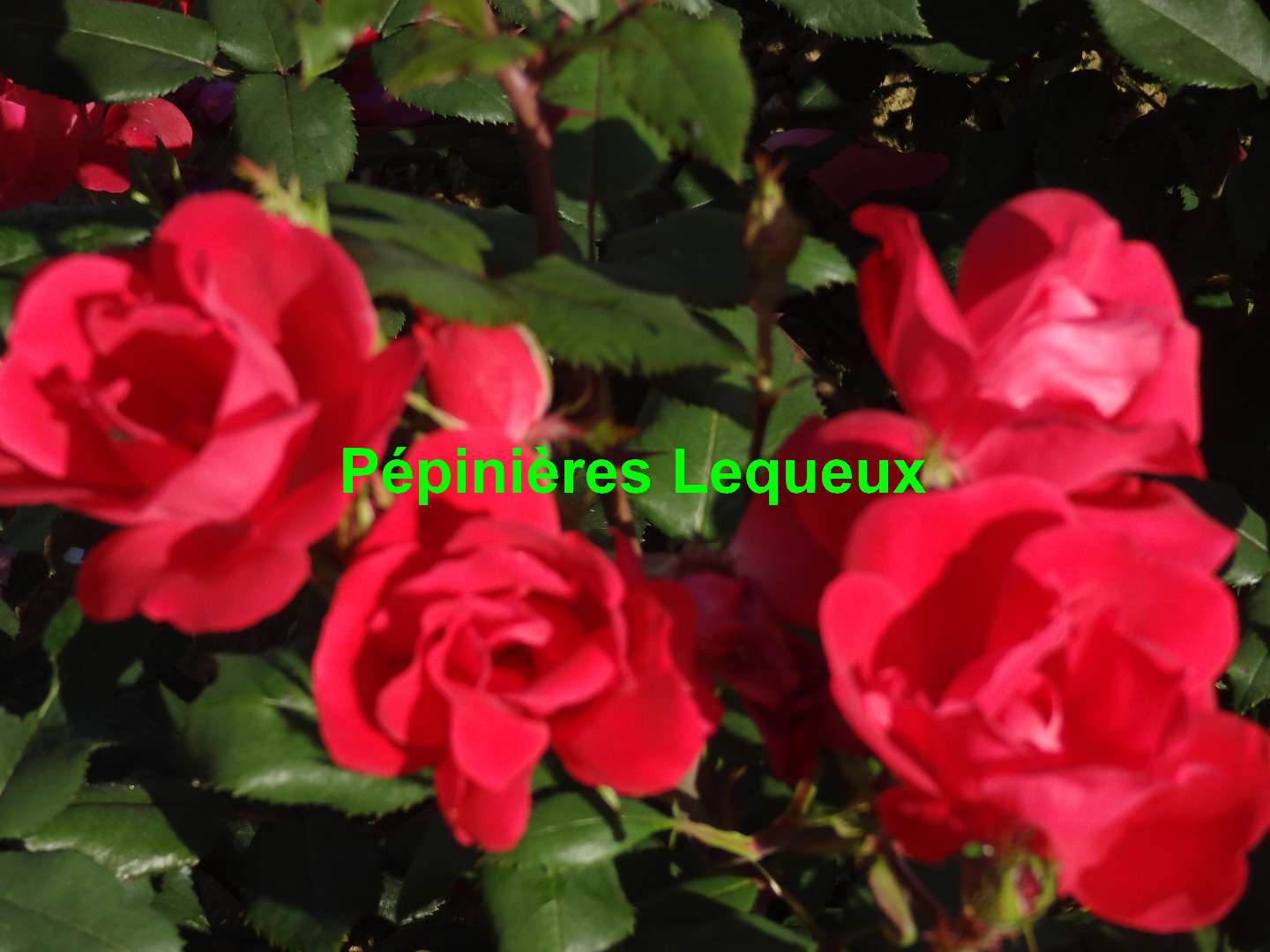 KNOCK OUT Rosier buisson arbustif rose bengale