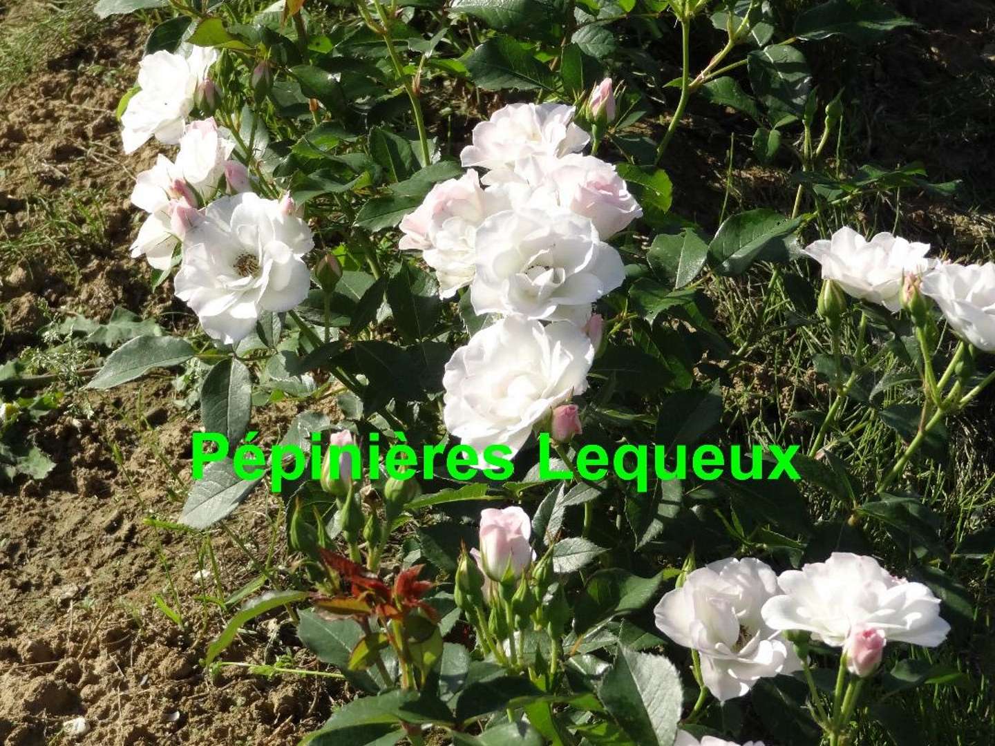 TUTTI FRUITTI Rosier buisson arbustif blanc